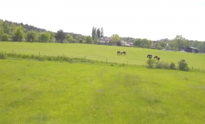 Koně a krajina okolo nás