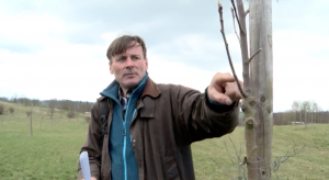 Jak správně sázet stromy