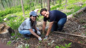 Výsadba stromů v Jeseníkách