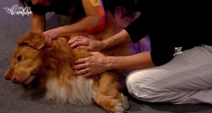 Dornova metoda pro zvířata