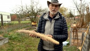 Sklízení světelného kořene